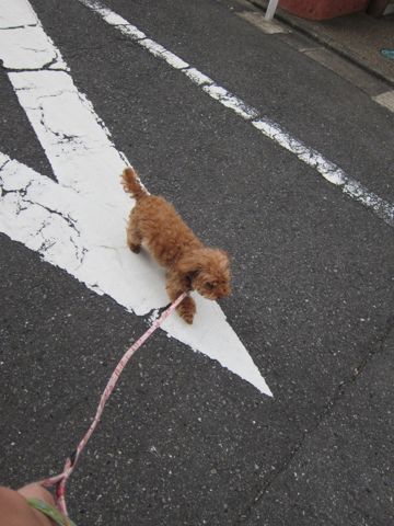 トイプードルペットホテル様子おさんぽ犬おあずかり文京区フントヒュッテ東京トイプードルトリミング画像トイプーモヒカンカット都内ペットホテル駒込18.jpg