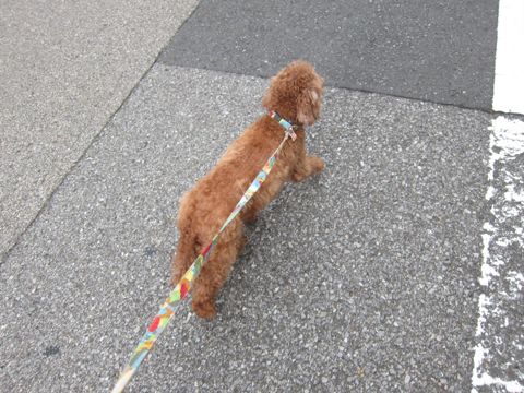 トイプードルペットホテル様子おさんぽ犬おあずかり文京区フントヒュッテ東京トイプードルトリミング画像トイプーモヒカンカット都内ペットホテル駒込19.jpg