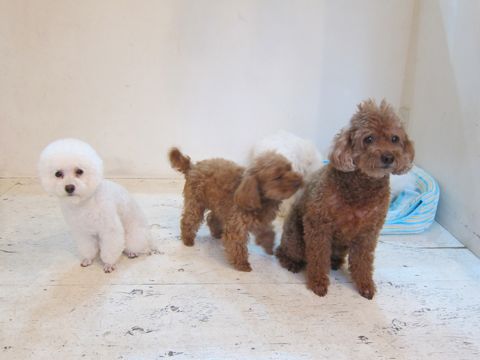 ペットホテル様子おさんぽ犬おあずかり文京区フントヒュッテ東京トイプードルトリミング画像トイプードルホワイト都内ペットホテル駒込小さいプードル関東2.jpg