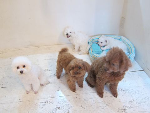 ペットホテル様子おさんぽ犬おあずかり文京区フントヒュッテ東京トイプードルトリミング画像トイプードルホワイト都内ペットホテル駒込小さいプードル関東3.jpg