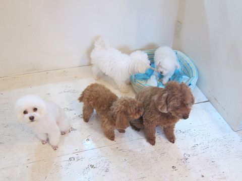ペットホテル様子おさんぽ犬おあずかり文京区フントヒュッテ東京トイプードルトリミング画像トイプードルホワイト都内ペットホテル駒込小さいプードル関東4.jpg