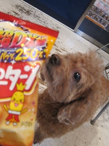 トイプードルペットホテル様子おさんぽ犬おあずかり文京区フントヒュッテ東京トイプードルトリミング画像トイプーモヒカンカット都内ペットホテル駒込20.jpg
