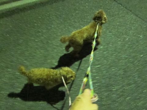 トイプードルペットホテル様子おさんぽ犬おあずかり文京区フントヒュッテ東京トイプードルトリミング画像トイプーモヒカンカット都内ペットホテル駒込21.jpg