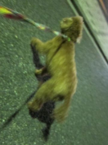 トイプードルペットホテル様子おさんぽ犬おあずかり文京区フントヒュッテ東京トイプードルトリミング画像トイプーモヒカンカット都内ペットホテル駒込22.jpg