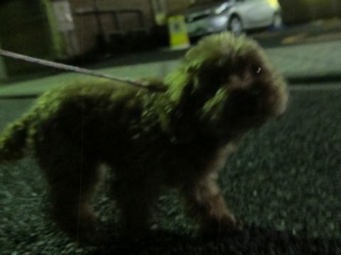 トイプードルペットホテル様子おさんぽ犬おあずかり文京区フントヒュッテ東京トイプードルトリミング画像トイプーモヒカンカット都内ペットホテル駒込23.jpg