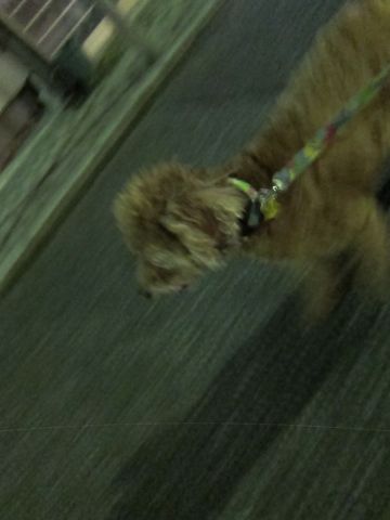 トイプードルペットホテル様子おさんぽ犬おあずかり文京区フントヒュッテ東京トイプードルトリミング画像トイプーモヒカンカット都内ペットホテル駒込24.jpg