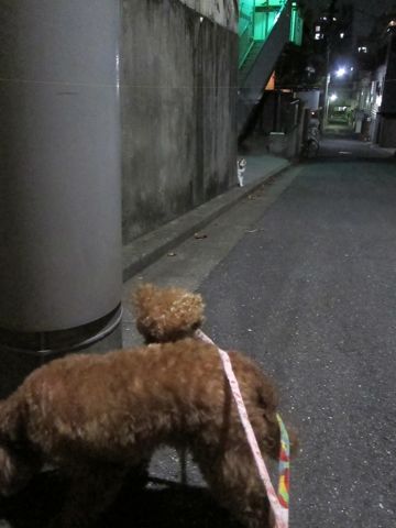 トイプードルペットホテル様子おさんぽ犬おあずかり文京区フントヒュッテ東京トイプードルトリミング画像トイプーモヒカンカット都内ペットホテル駒込26.jpg