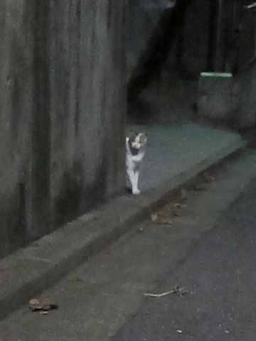 トイプードルペットホテル様子おさんぽ犬おあずかり文京区フントヒュッテ東京トイプードルトリミング画像トイプーモヒカンカット都内ペットホテル駒込27.jpg