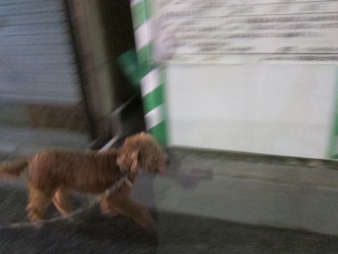 トイプードルペットホテル様子おさんぽ犬おあずかり文京区フントヒュッテ東京トイプードルトリミング画像トイプーモヒカンカット都内ペットホテル駒込28.jpg