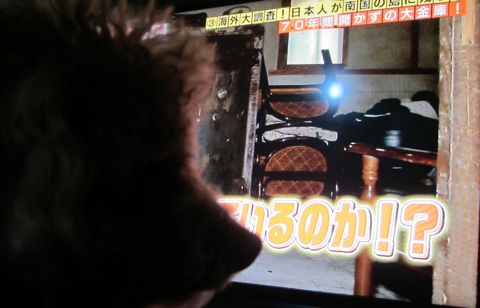 トイプードルペットホテル様子おさんぽ犬おあずかり文京区フントヒュッテ東京トイプードルトリミング画像トイプーモヒカンカット都内ペットホテル駒込29.jpg