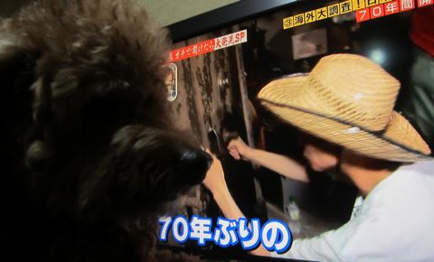 トイプードルペットホテル様子おさんぽ犬おあずかり文京区フントヒュッテ東京トイプードルトリミング画像トイプーモヒカンカット都内ペットホテル駒込30.jpg