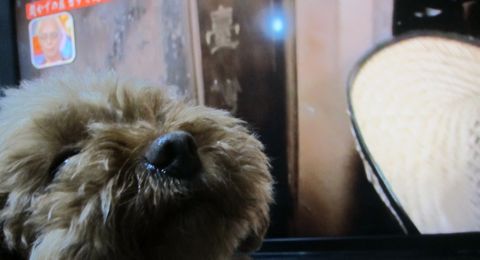 トイプードルペットホテル様子おさんぽ犬おあずかり文京区フントヒュッテ東京トイプードルトリミング画像トイプーモヒカンカット都内ペットホテル駒込32.jpg