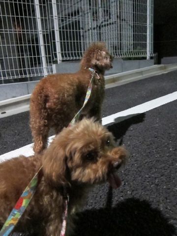 トイプードルペットホテル様子おさんぽ犬おあずかり文京区フントヒュッテ東京トイプードルトリミング画像トイプーモヒカンカット都内ペットホテル駒込33.jpg