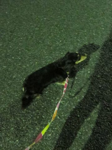 ダックスペットホテル様子おさんぽ犬おあずかり文京区フントヒュッテ東京ダックストリミング画像都内ペットホテル駒込カニヘンダックスカニンヘンダックス9.jpg
