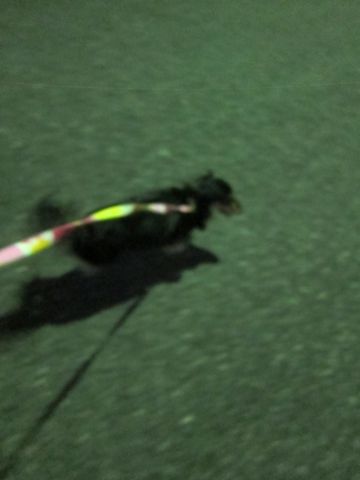 ダックスペットホテル様子おさんぽ犬おあずかり文京区フントヒュッテ東京ダックストリミング画像都内ペットホテル駒込カニヘンダックスカニンヘンダックス10.jpg
