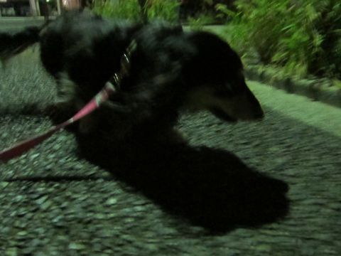 ダックスペットホテル様子おさんぽ犬おあずかり文京区フントヒュッテ東京ダックストリミング画像都内ペットホテル駒込カニヘンダックスカニンヘンダックス11.jpg