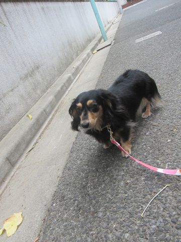 ダックスペットホテル様子おさんぽ犬おあずかり文京区フントヒュッテ東京ダックストリミング画像都内ペットホテル駒込カニヘンダックスカニンヘンダックス12.jpg