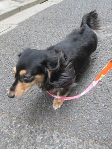 ダックスペットホテル様子おさんぽ犬おあずかり文京区フントヒュッテ東京ダックストリミング画像都内ペットホテル駒込カニヘンダックスカニンヘンダックス13.jpg