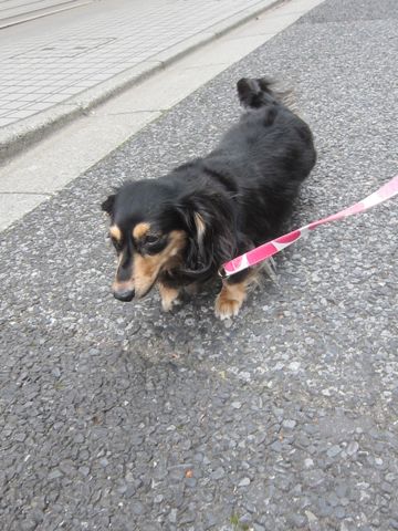 ダックスペットホテル様子おさんぽ犬おあずかり文京区フントヒュッテ東京ダックストリミング画像都内ペットホテル駒込カニヘンダックスカニンヘンダックス14.jpg