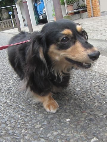 ダックスペットホテル様子おさんぽ犬おあずかり文京区フントヒュッテ東京ダックストリミング画像都内ペットホテル駒込カニヘンダックスカニンヘンダックス15.jpg