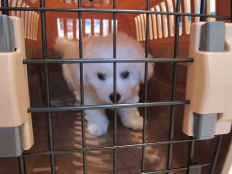 ビションフリーゼこいぬ子犬フントヒュッテ東京かわいいビションフリーゼ関東ビション文京区ビションフリーゼ画像ビションフリーゼ子犬東京ビション毛量 7.jpg