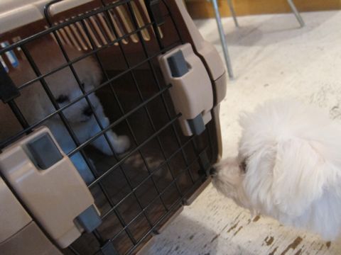 ビションフリーゼこいぬ子犬フントヒュッテ東京かわいいビションフリーゼ関東ビション文京区ビションフリーゼ画像ビションフリーゼ子犬東京ビション毛量 8.jpg