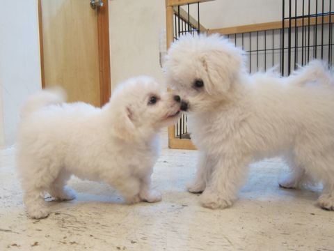 ビションフリーゼこいぬ子犬フントヒュッテ東京かわいいビションフリーゼ関東ビション文京区ビションフリーゼ画像ビションフリーゼ子犬東京ビション毛量 9.jpg