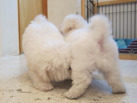 ビションフリーゼこいぬ子犬フントヒュッテ東京かわいいビションフリーゼ関東ビション文京区ビションフリーゼ画像ビションフリーゼ子犬東京ビション毛量 10.jpg