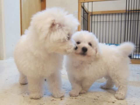 ビションフリーゼこいぬ子犬フントヒュッテ東京かわいいビションフリーゼ関東ビション文京区ビションフリーゼ画像ビションフリーゼ子犬東京ビション毛量 11.jpg