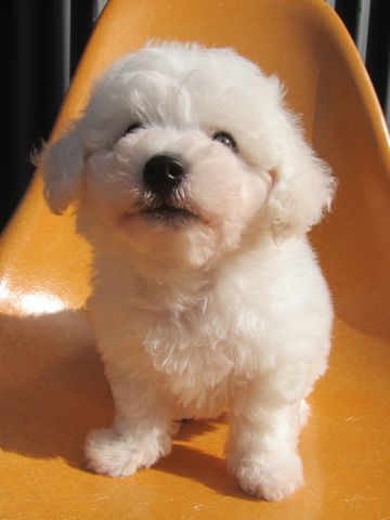 ビションフリーゼこいぬ子犬フントヒュッテ東京かわいいビションフリーゼ関東ビション文京区ビションフリーゼ画像ビションフリーゼ子犬東京ビション毛量 12.jpg
