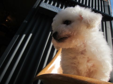 ビションフリーゼこいぬ子犬フントヒュッテ東京かわいいビションフリーゼ関東ビション文京区ビションフリーゼ画像ビションフリーゼ子犬東京ビション毛量 13.jpg