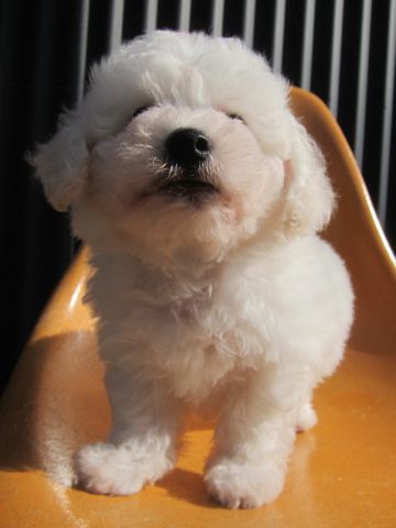 ビションフリーゼこいぬ子犬フントヒュッテ東京かわいいビションフリーゼ関東ビション文京区ビションフリーゼ画像ビションフリーゼ子犬東京ビション毛量 14.jpg
