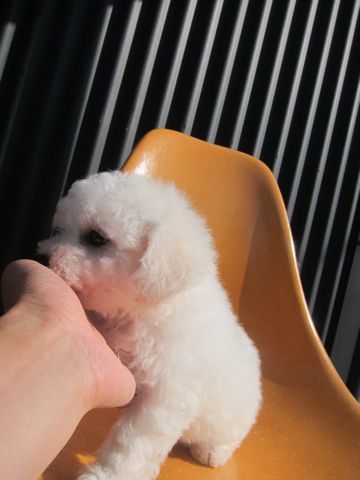 ビションフリーゼこいぬ子犬フントヒュッテ東京かわいいビションフリーゼ関東ビション文京区ビションフリーゼ画像ビションフリーゼ子犬東京ビション毛量 15.jpg