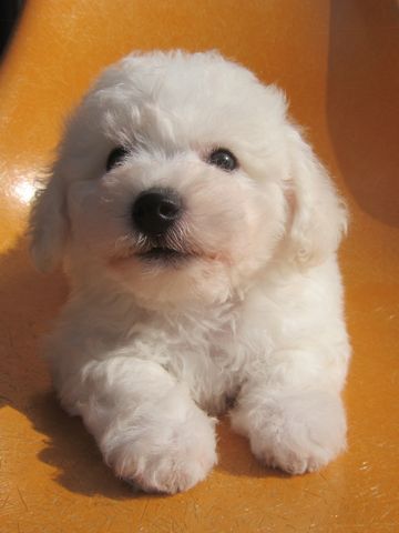 ビションフリーゼこいぬ子犬フントヒュッテ東京かわいいビションフリーゼ関東ビション文京区ビションフリーゼ画像ビションフリーゼ子犬東京ビション毛量 16.jpg