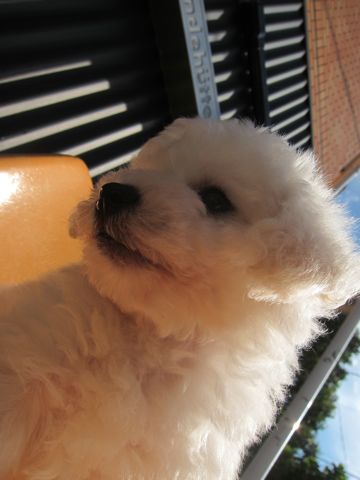 ビションフリーゼこいぬ子犬フントヒュッテ東京かわいいビションフリーゼ関東ビション文京区ビションフリーゼ画像ビションフリーゼ子犬東京ビション毛量 17.jpg