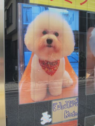 トリミング文京区フントヒュッテ東京ビションフリーゼカット画像ミニチュアシュナウザートリミング画像都内ダックスサマーカット関東ヨーキーカットhundehutte6.jpg