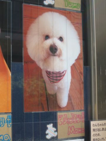 トリミング文京区フントヒュッテ東京ビションフリーゼカット画像ミニチュアシュナウザートリミング画像都内ダックスサマーカット関東ヨーキーカットhundehutte7.jpg