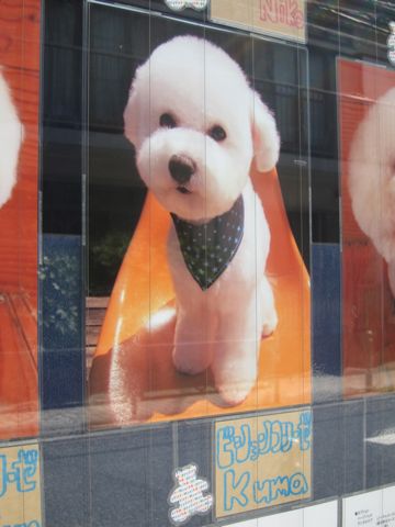 トリミング文京区フントヒュッテ東京ビションフリーゼカット画像ミニチュアシュナウザートリミング画像都内ダックスサマーカット関東ヨーキーカットhundehutte8.jpg