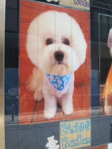 トリミング文京区フントヒュッテ東京ビションフリーゼカット画像ミニチュアシュナウザートリミング画像都内ダックスサマーカット関東ヨーキーカットhundehutte9.jpg
