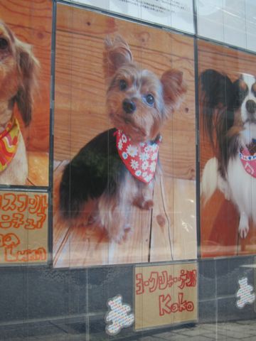 トリミング文京区フントヒュッテ東京ビションフリーゼカット画像ミニチュアシュナウザートリミング画像都内ダックスサマーカット関東ヨーキーカットhundehutte12.jpg