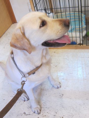 ビションフリーゼこいぬ子犬フントヒュッテ東京かわいいビションフリーゼ関東ビション文京区ビションフリーゼ画像ビションフリーゼおんなのこ姉妹メス子犬_347.jpg