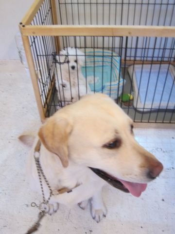 ビションフリーゼこいぬ子犬フントヒュッテ東京かわいいビションフリーゼ関東ビション文京区ビションフリーゼ画像ビションフリーゼおんなのこ姉妹メス子犬_346_2.jpg