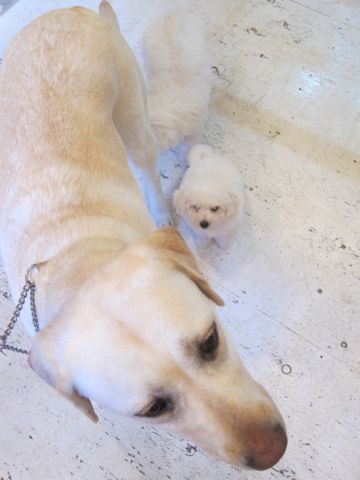 ビションフリーゼこいぬ子犬フントヒュッテ東京かわいいビションフリーゼ関東ビション文京区ビションフリーゼ画像ビションフリーゼ子犬東京ビション毛量 18.jpg