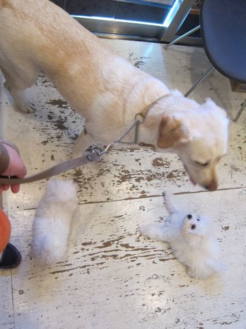 ビションフリーゼこいぬ子犬フントヒュッテ東京かわいいビションフリーゼ関東ビション文京区ビションフリーゼ画像ビションフリーゼおんなのこ姉妹メス子犬_349.jpg