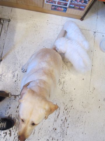 ビションフリーゼこいぬ子犬フントヒュッテ東京かわいいビションフリーゼ関東ビション文京区ビションフリーゼ画像ビションフリーゼ子犬東京ビション毛量 19.jpg