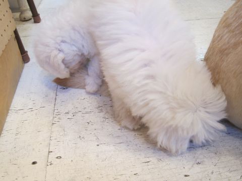ビションフリーゼこいぬ子犬フントヒュッテ東京かわいいビションフリーゼ関東ビション文京区ビションフリーゼ画像ビションフリーゼ子犬東京ビション毛量 20.jpg