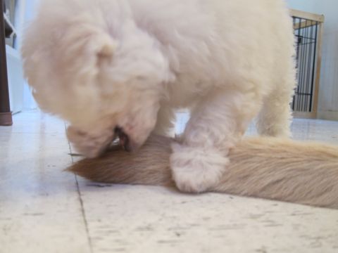 ビションフリーゼこいぬ子犬フントヒュッテ東京かわいいビションフリーゼ関東ビション文京区ビションフリーゼ画像ビションフリーゼ子犬東京ビション毛量 21.jpg