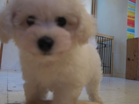 ビションフリーゼこいぬ子犬フントヒュッテ東京かわいいビションフリーゼ関東ビション文京区ビションフリーゼ画像ビションフリーゼ子犬東京ビション毛量 22.jpg