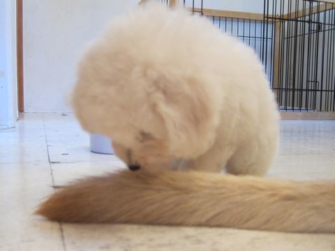 ビションフリーゼこいぬ子犬フントヒュッテ東京かわいいビションフリーゼ関東ビション文京区ビションフリーゼ画像ビションフリーゼ子犬東京ビション毛量 23.jpg