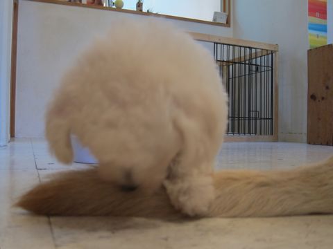 ビションフリーゼこいぬ子犬フントヒュッテ東京かわいいビションフリーゼ関東ビション文京区ビションフリーゼ画像ビションフリーゼ子犬東京ビション毛量 24.jpg